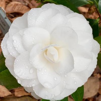 Camellia japonica Nuccio's Gem