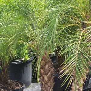 Phoenix roebelenii 