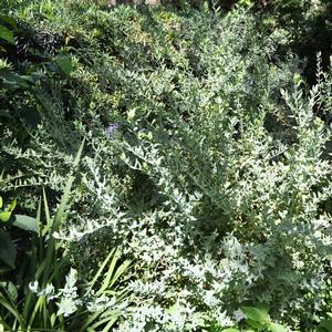 Polygala x dalmaisiana 