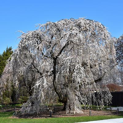 Prunus x yedoensis Shidare-Yoshino