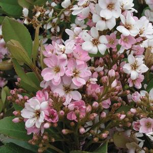 Rhaphiolepis Majestic Beauty&reg;