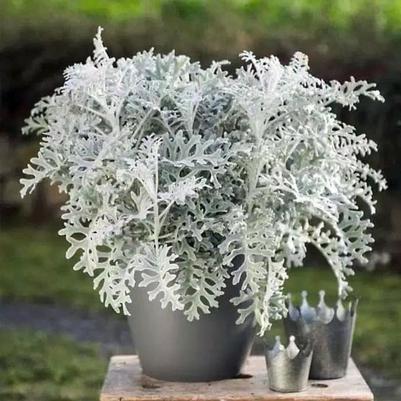 Senecio cineraria Silver Dust