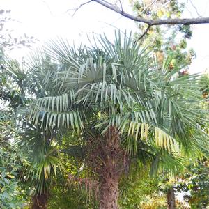 Trachycarpus fortunei 