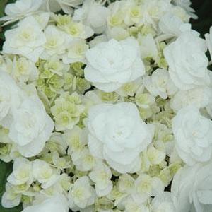 Hydrangea macrophylla Double Delights™ Wedding Gown