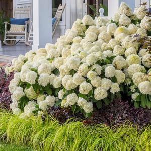 Hydrangea paniculata White Wedding®
