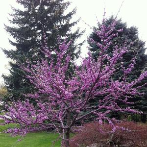 Cercis canadensis 