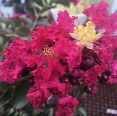 Lagerstroemia indica Double Feature&reg;