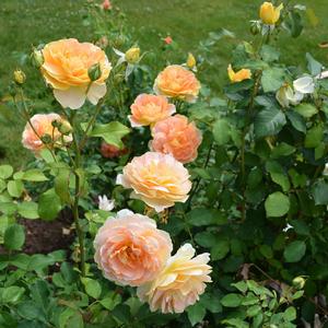 Rosa Molineux