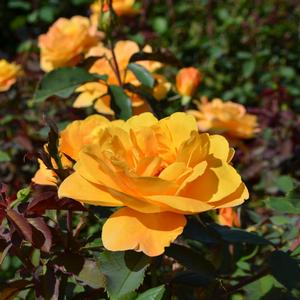 Rosa Strike It Rich