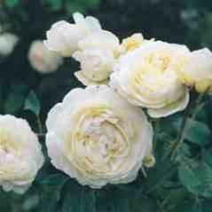 Rose Windemere