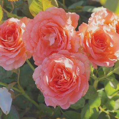 Rose Waiheke