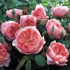 Rose The Alnwick Rose