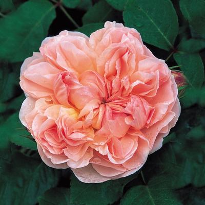 Rose Evelyn