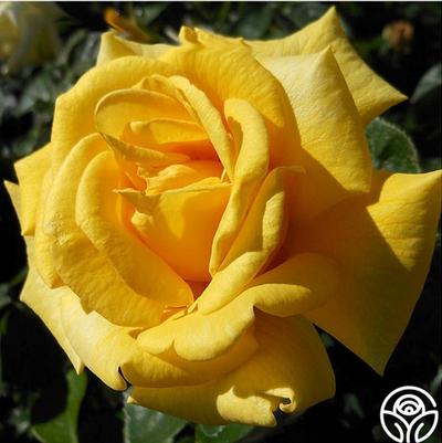 Rose First Impression