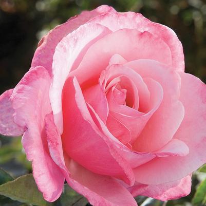 Rose First Prize