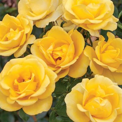 Rose Gilded Sun