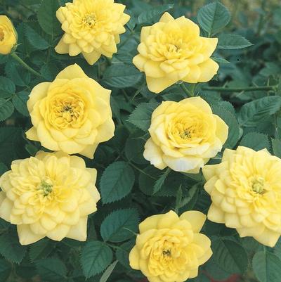Rose Golden Sunblaze