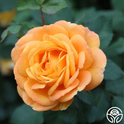 Rose Good As Gold