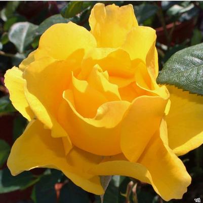 Rose Henry Fonda