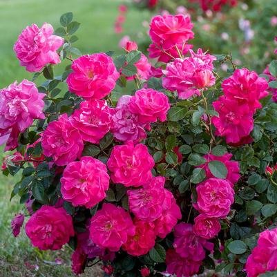 Rose Highwire Flyer