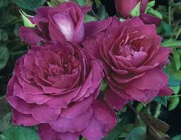 Rose Intrigue