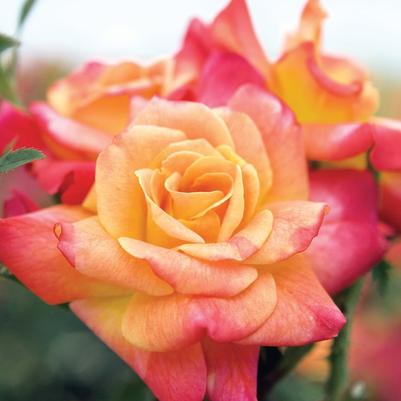 Rose Joseph's Coat