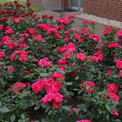 Rose Kolorscape Flamingo