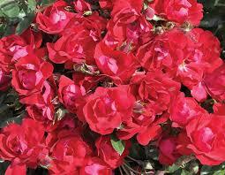 Rose Kolorscape Kardinal