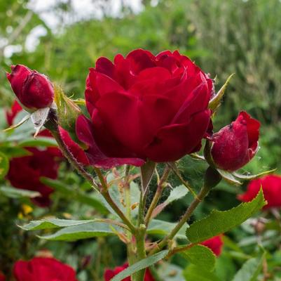 Rose Kolorscape Milano