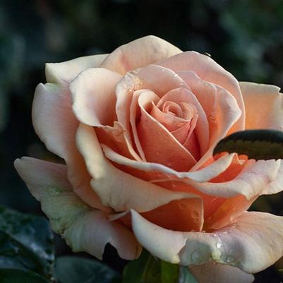Rose Marilyn Monroe