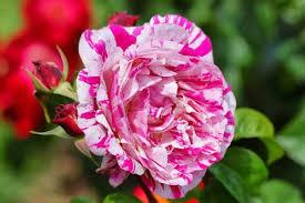 Rose Neil Diamond