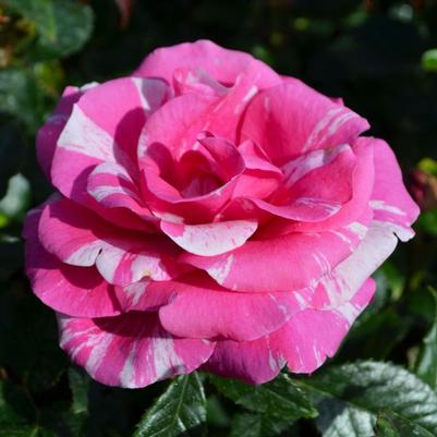 Rose Parade Day