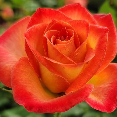 Rose Perfect Moment