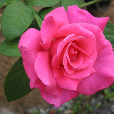 Rose Perfume Delight