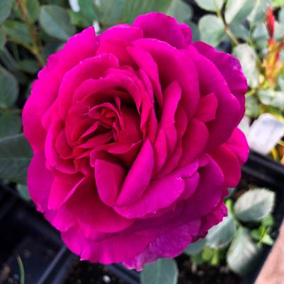 Rose Perfume Factory