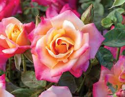 Rose Polynesian Punch