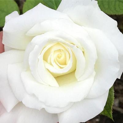 Rose Pope John Paul II