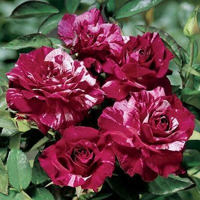 Rose Purple Tiger