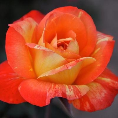 Rose Rainbow Niagara