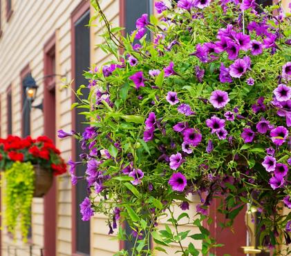 AAS Winners for Hanging Baskets