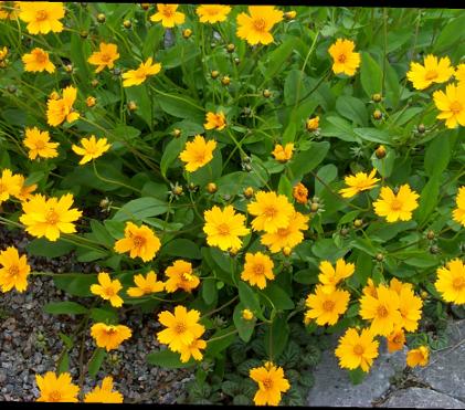 Using Color in the Garden Using Color in the Garden