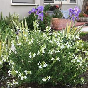 Salvia x jamensis VIBE® Ignition White