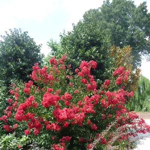 Lagerstroemia indica Red Rocket®