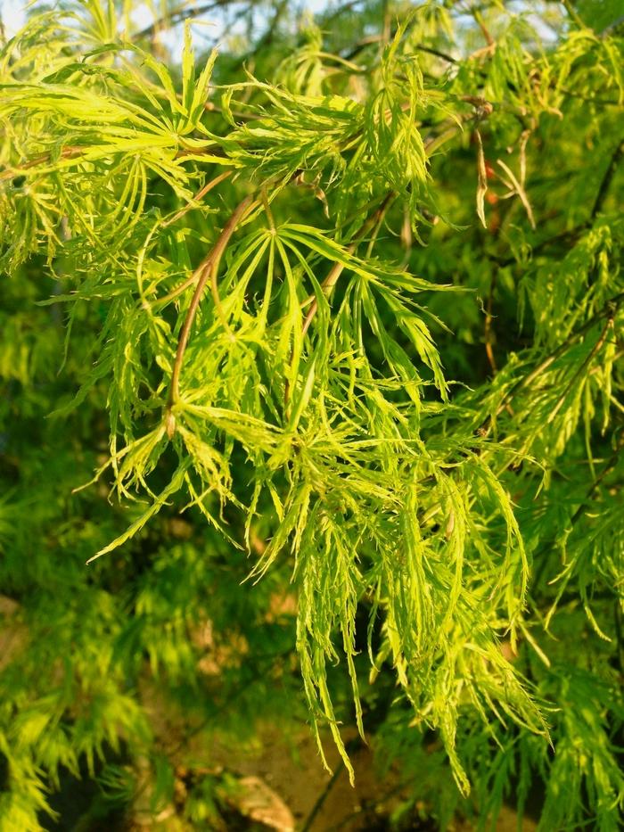 Acer palmatum dissectum Viridis
