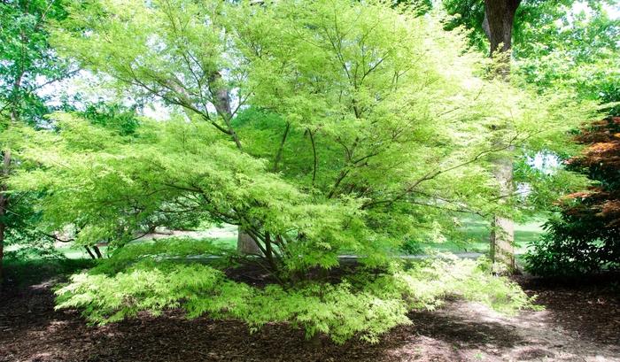 Acer palmatum dissectum Seiryu (Green Dragon)