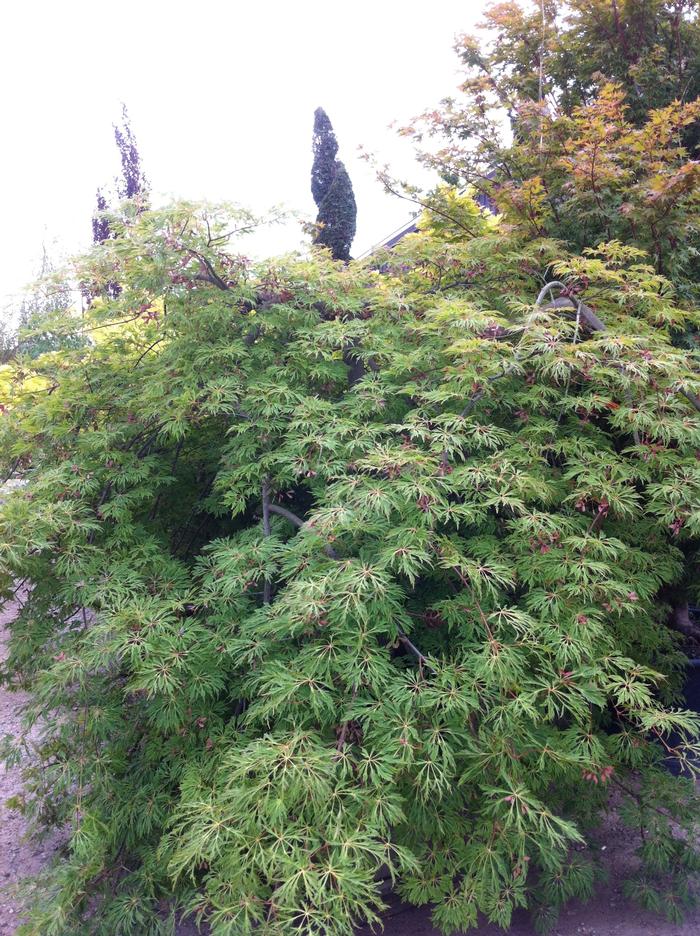 Acer japonicum Green Cascade