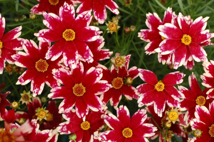 Coreopsis Jewel™ Ruby Frost