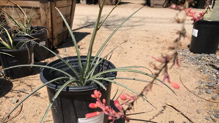 Hesperaloe parviflora Desert Flamenco®