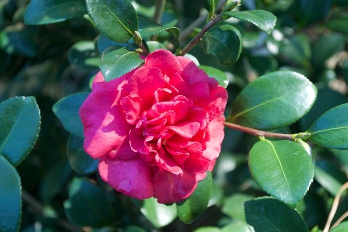 Camellia sasanqua Bonanza
