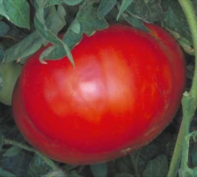 Tomato hybrid Believe It or Not